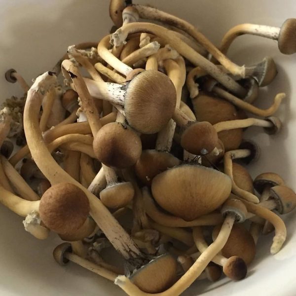 buy golden teacher mushrooms online